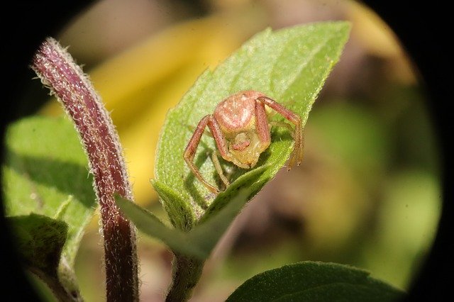 Free download Arachnid Insect Spider Crab -  free photo or picture to be edited with GIMP online image editor