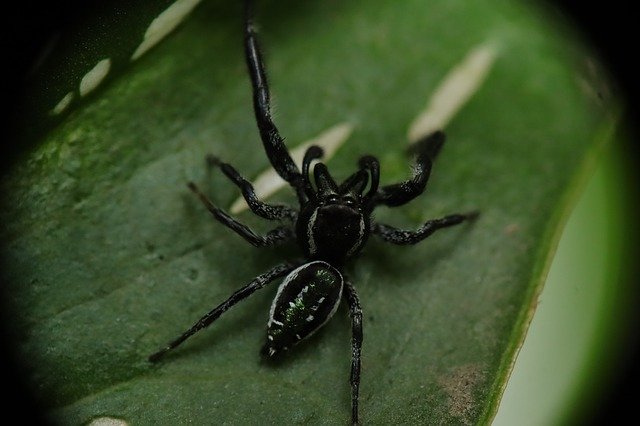 Free download Arachnid Spider Salticidae -  free photo or picture to be edited with GIMP online image editor