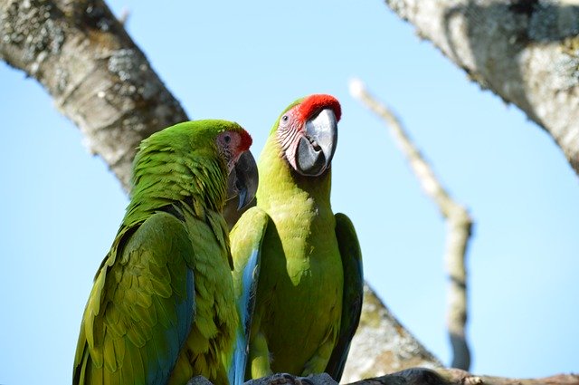 免费下载 Ara Parrot Bird - 使用 GIMP 在线图像编辑器编辑的免费照片或图片