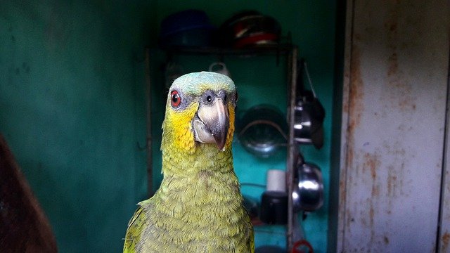 Free download arara parrot bird animal colorful free picture to be edited with GIMP free online image editor