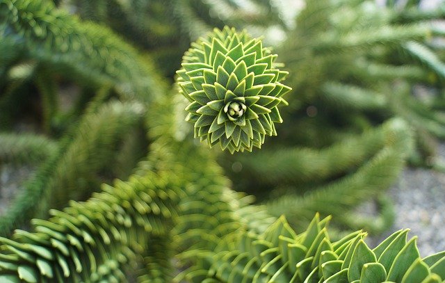 Free download Araucaria Family Plant -  free photo or picture to be edited with GIMP online image editor