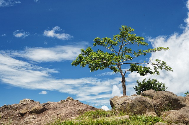 Free download arbol solo tree panoramic blue sky free picture to be edited with GIMP free online image editor