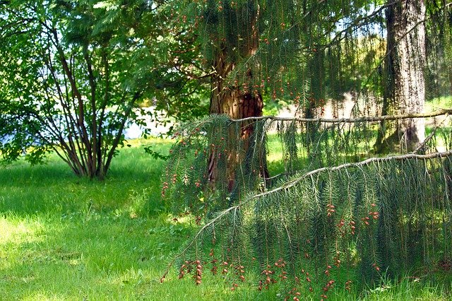 Tải xuống miễn phí Arboretum Park Nature - ảnh hoặc ảnh miễn phí được chỉnh sửa bằng trình chỉnh sửa ảnh trực tuyến GIMP