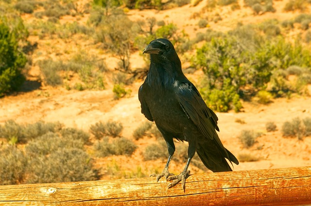 Free download arches np raven bird animal black free picture to be edited with GIMP free online image editor