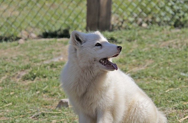 Free download Arctic Fox Animal World -  free photo or picture to be edited with GIMP online image editor