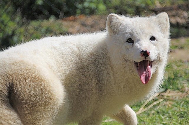 Free download Arctic Fox Fuchs White Wild -  free photo or picture to be edited with GIMP online image editor