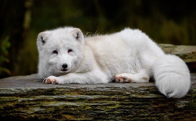 Free download arctic fox white fox polar fox free picture to be edited with GIMP free online image editor