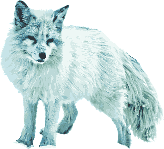 Free download Arctic Fox White - Free vector graphic on Pixabay free illustration to be edited with GIMP free online image editor