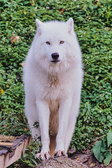 Free download arctic wolf wolf predator free picture to be edited with GIMP free online image editor