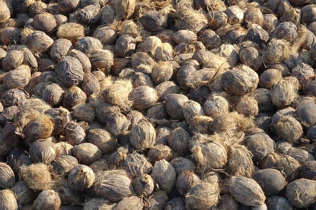 Free download Areca Nut Betel Fruit -  free photo or picture to be edited with GIMP online image editor