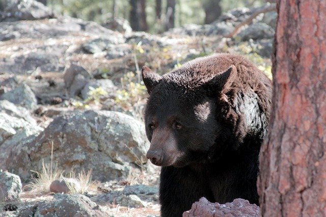 Free download Arizona Bear Black -  free photo or picture to be edited with GIMP online image editor