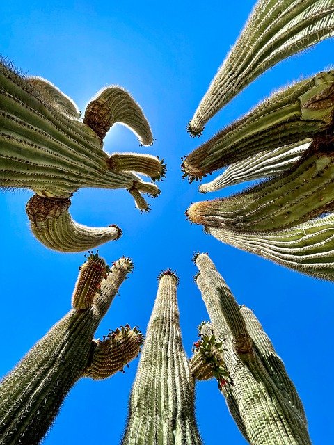 Free download arizona cactus saguaro desert sky free picture to be edited with GIMP free online image editor