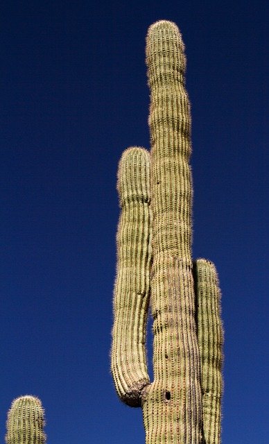 Free download Arizona Saguaro Cactus -  free photo or picture to be edited with GIMP online image editor