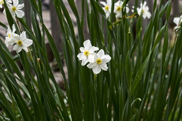 Free download Arkansas Paperwhite Daffodils -  free photo or picture to be edited with GIMP online image editor