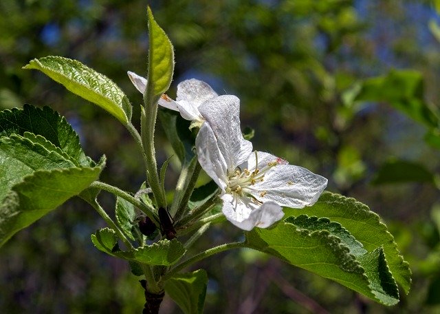 Free download Arkansas Spring Apple Blossoms -  free photo or picture to be edited with GIMP online image editor