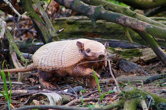 Free download Armadillo Wild Animal -  free photo or picture to be edited with GIMP online image editor