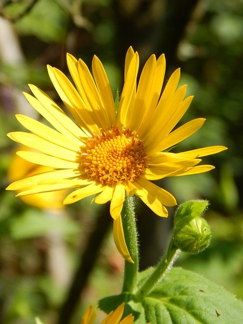 Free download Arnica Blossom Bloom -  free photo or picture to be edited with GIMP online image editor