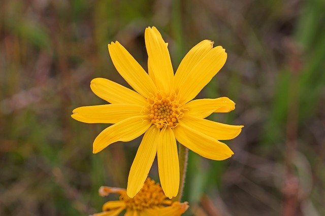 Free download Arnica Flower Natural -  free photo or picture to be edited with GIMP online image editor