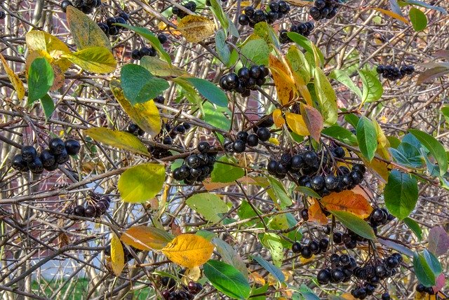 Free download Aronia Berry Autumn -  free photo or picture to be edited with GIMP online image editor