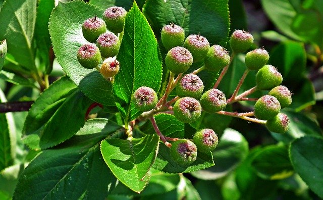 Free download Aronia Fruit Bush -  free photo or picture to be edited with GIMP online image editor