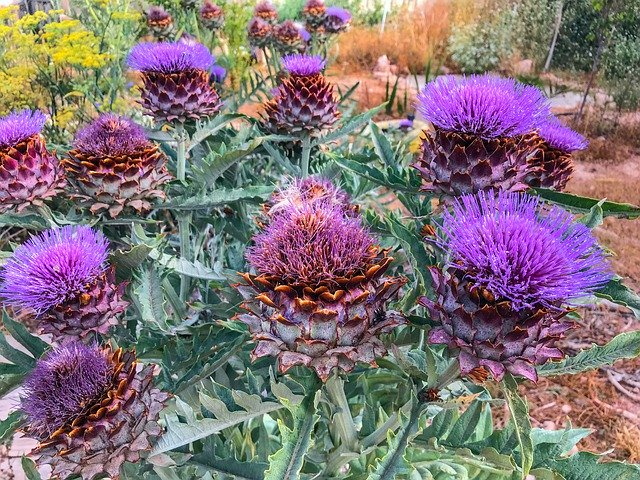 Free download Artichoke Flowers Plant -  free free photo or picture to be edited with GIMP online image editor