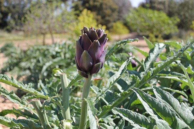 Free download Artichoke Garden Agriculture -  free photo or picture to be edited with GIMP online image editor