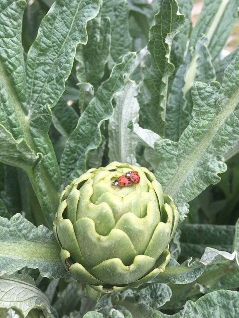 Free download Artichoke Leaves Ladybug -  free photo or picture to be edited with GIMP online image editor