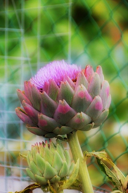 Free download Artichoke Vegetable Kitchen -  free photo or picture to be edited with GIMP online image editor