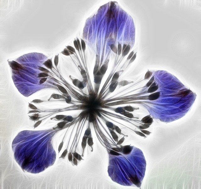 Free download Artwork Dry Flower Fractal -  free illustration to be edited with GIMP free online image editor