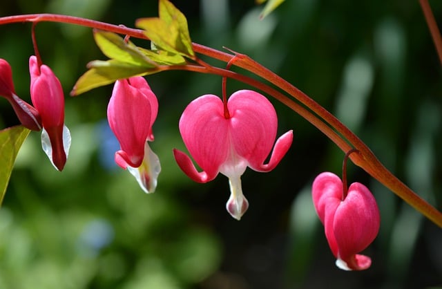 Free download asian bleeding heart pink flowers free picture to be edited with GIMP free online image editor