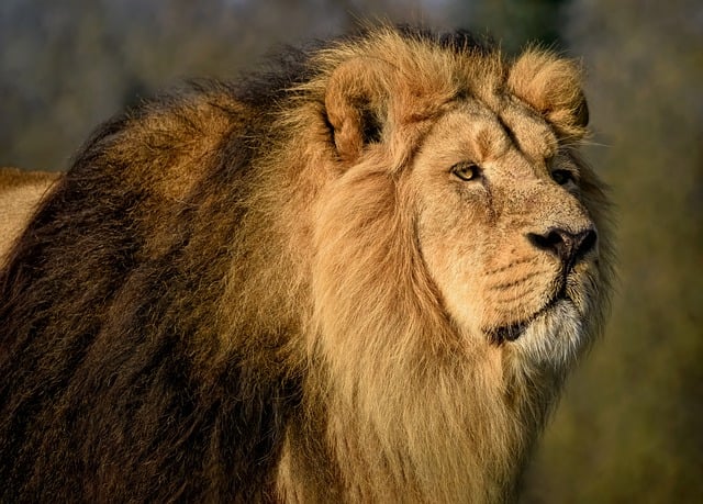 Free download asiatic lion lion feline hunter free picture to be edited with GIMP free online image editor