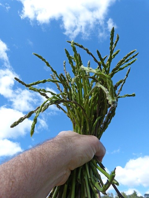 Free download Asparagus Wild Harvest -  free photo or picture to be edited with GIMP online image editor