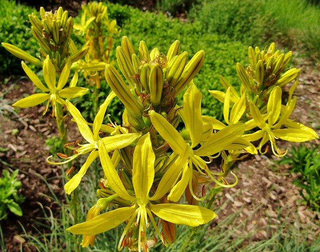 Free download Asphodeline Lutea Junker Lily -  free photo or picture to be edited with GIMP online image editor