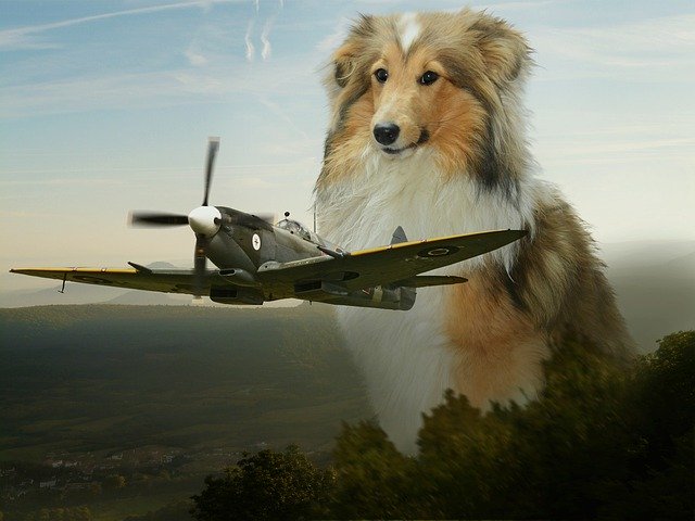 Free download Assembly Plane Dog -  free illustration to be edited with GIMP free online image editor