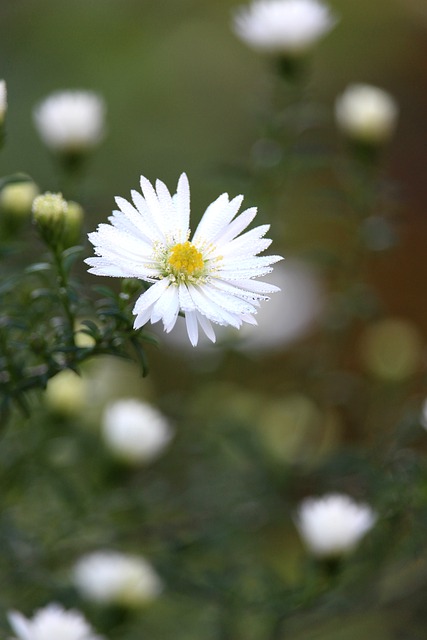 Free download aster autumn blossom bloom flora free picture to be edited with GIMP free online image editor