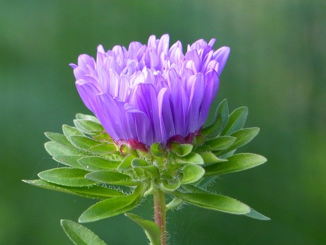 Free download Aster Blue Flower -  free photo or picture to be edited with GIMP online image editor