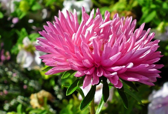 Free download Aster Closeup Flower -  free photo or picture to be edited with GIMP online image editor