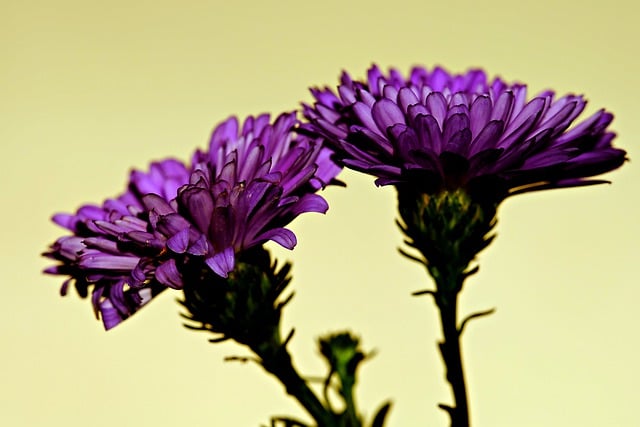 Free download aster flower flora nature purple free picture to be edited with GIMP free online image editor