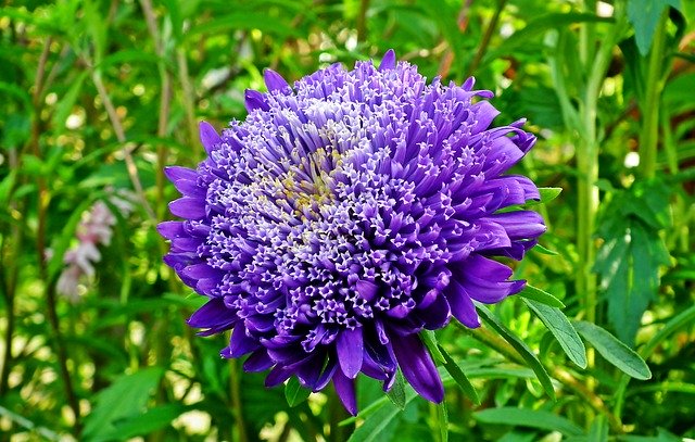 Free download Aster Flower Garden free photo template to be edited with GIMP online image editor