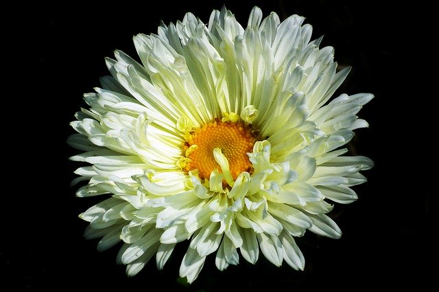 Free download Aster Flower White -  free photo or picture to be edited with GIMP online image editor