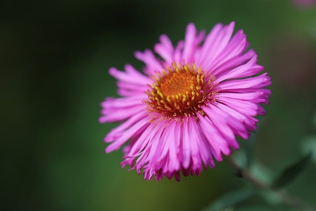 Free download aster new england aster flower free picture to be edited with GIMP free online image editor