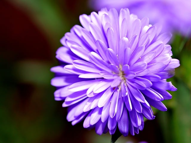 Free download aster pikok flower flora nature free picture to be edited with GIMP free online image editor