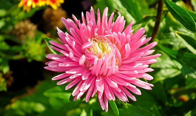 Free download Aster Pink Flower -  free photo or picture to be edited with GIMP online image editor