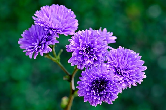 Free download aster purple flowers flowers flora free picture to be edited with GIMP free online image editor