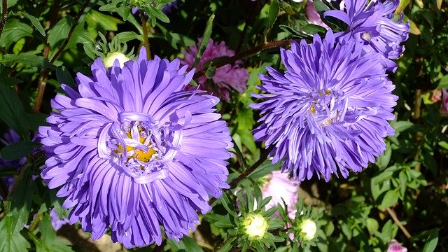 Free download Asters Flowers Nature -  free photo or picture to be edited with GIMP online image editor