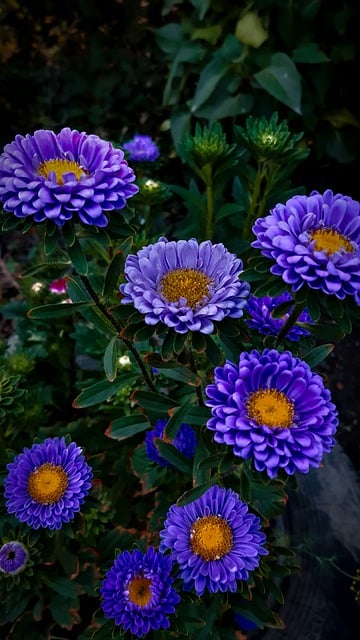 Free download asters flowers nature plants free picture to be edited with GIMP free online image editor