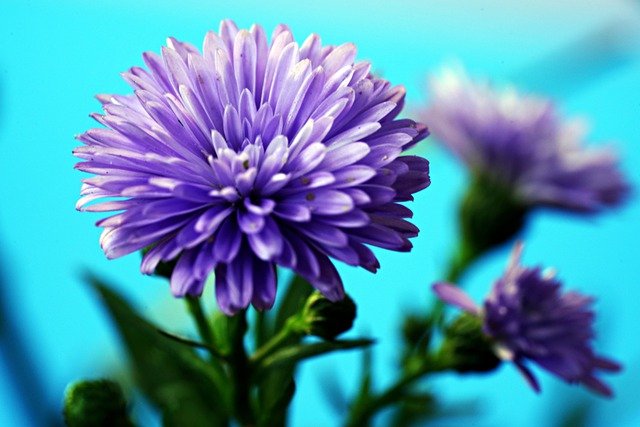 Free download asters flowers purple flowers flora free picture to be edited with GIMP free online image editor