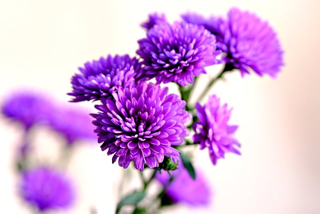 Free download asters purple flowers flowers free picture to be edited with GIMP free online image editor