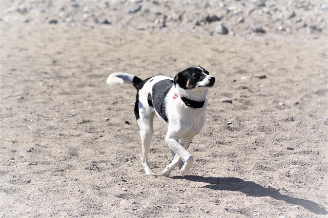 Free download athletic baltic sea beach dog free picture to be edited with GIMP free online image editor