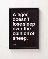 Free download a tiger doesnt lose sleep over the opinion of sheep. free photo or picture to be edited with GIMP online image editor